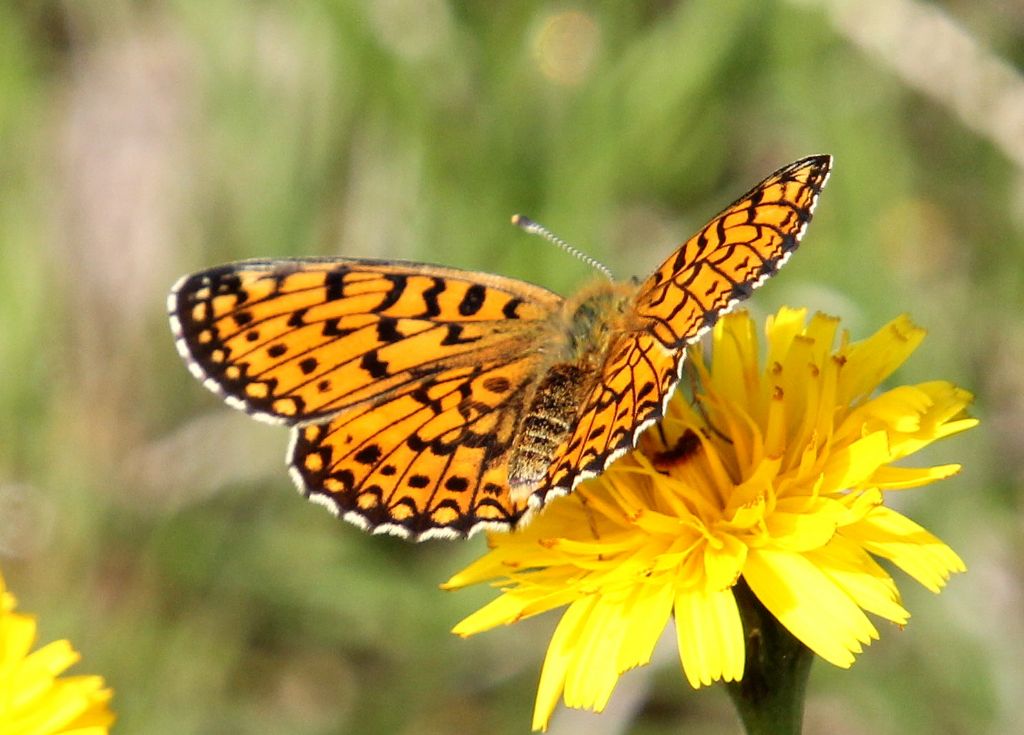 Boloria selene o euphrosyne?
